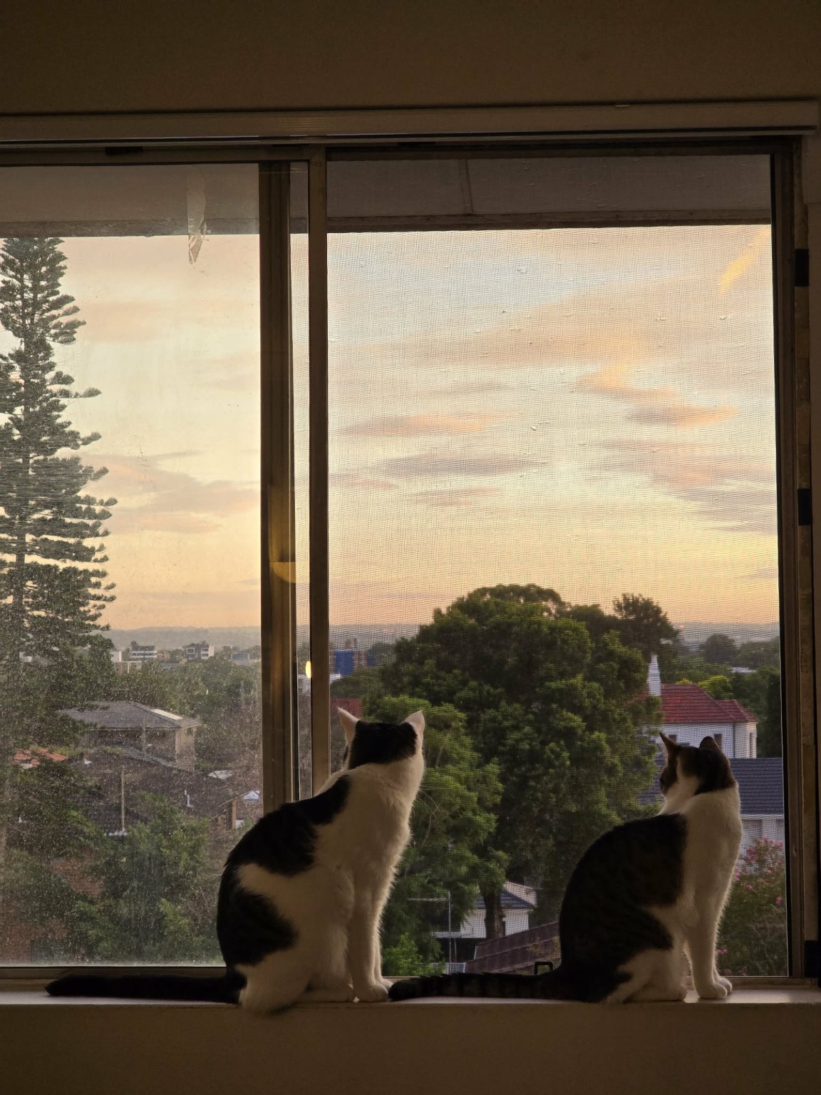 Two cats watching the sunset from a window