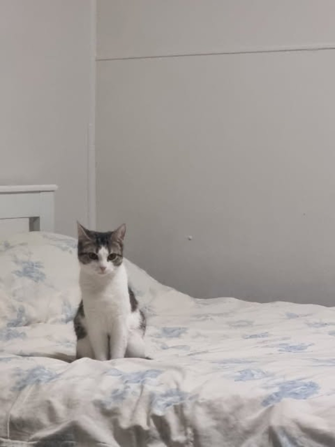 A cat sitting on a bed