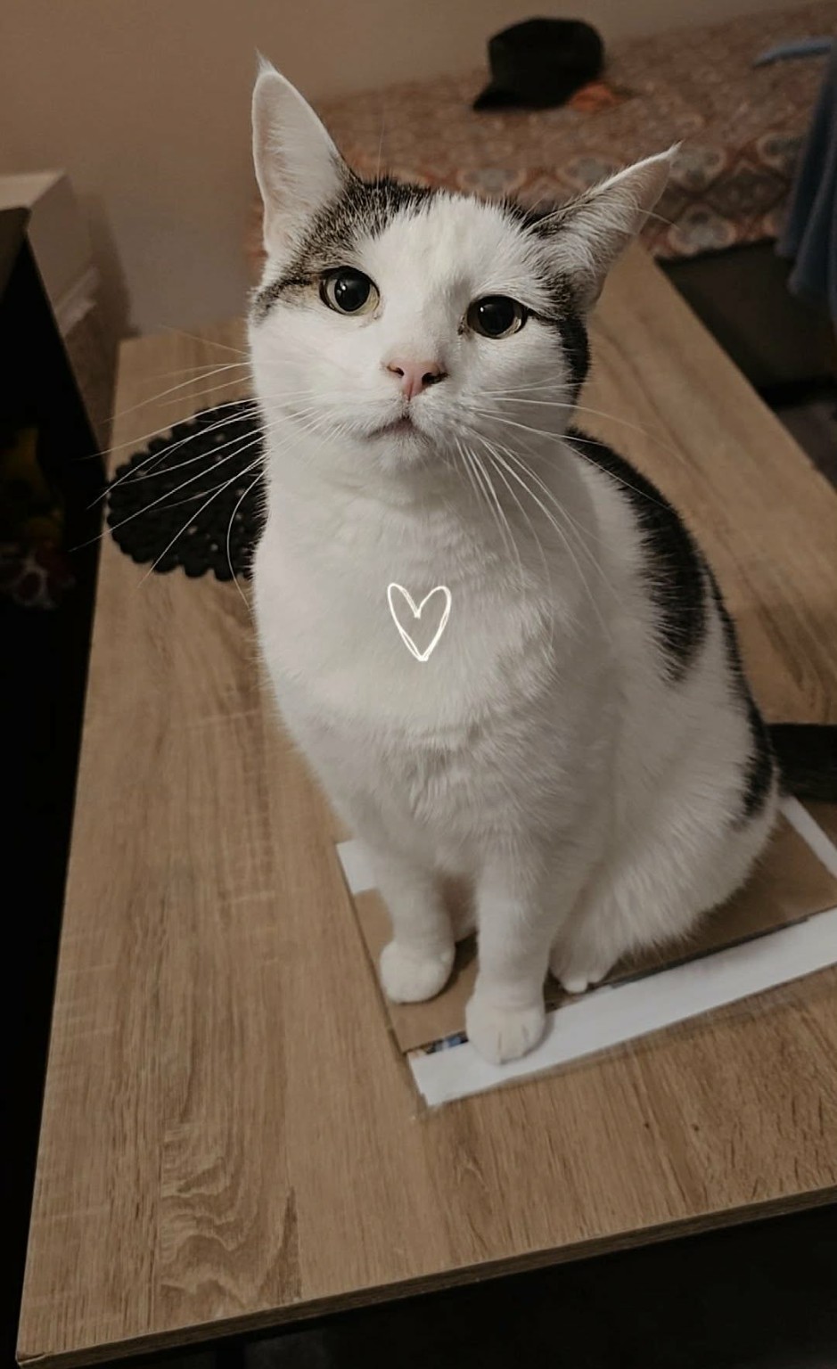 A close-up of a cat with a little heart